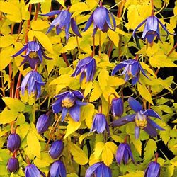 Клематис 'Столвийк Голд'  / Clematis alpina  'Stolwijk Gold'